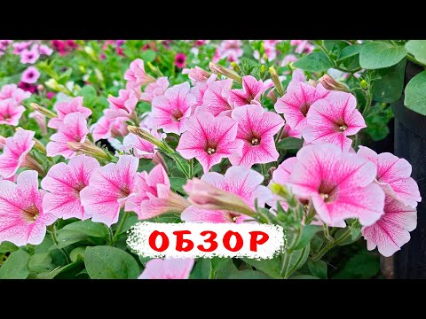 Ампельные петунии на 6 июня! Тайдал вейв сильвер, чери, парпл. Изи фейв неон роуз, рози дан. Опера