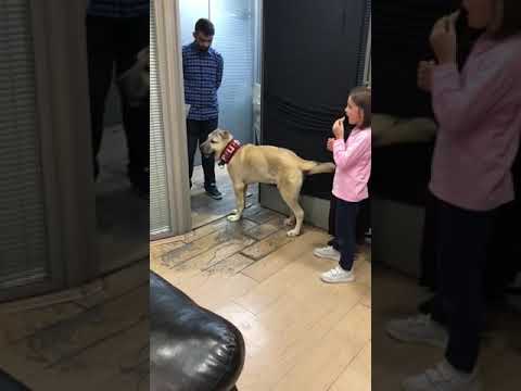 Kangal köpeginin Kız çocugu korumasi