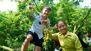Hưng Vlog - Lần Đầu Cho Mẹ Bà Tân Vlog Trải Nghiệm Vườn Mận Ăn Thắng Cố Bê