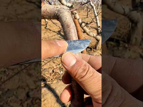 How to grow very fast any kalam #shorts #gardening #tips