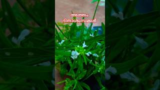 അത്തംദിനാശംസകൾ 🌼🌸 #shortsfeed #ytshorts
