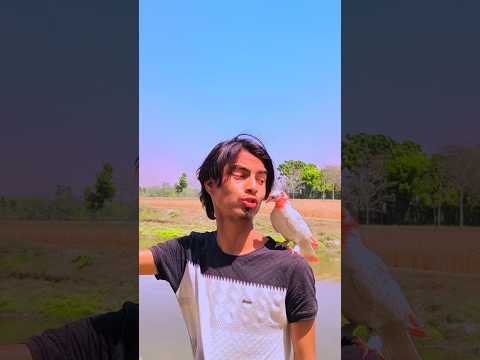 বন্ধুত্ব ২🕊️❤️#animals#love #pigeons#pets#kabutar #islam#shorts#পাইরা#shorthistory#কার্টুস#নাসিমভাই