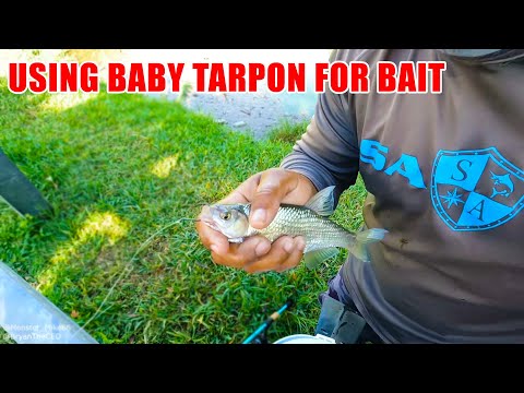 Using BABY Taron for Bait | Monster Mike