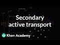Understanding the Sodium-Potassium Pump and Electrochemical Gradients