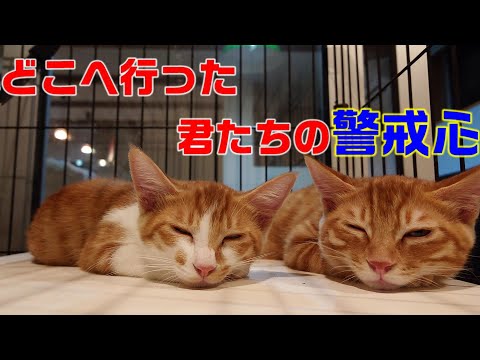 どこへ行った君たちの警戒心、三毛子猫がいなくなった翌日の茶色子猫ズの話