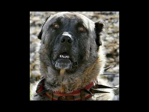 ÇAPAR - Anadolunun Karayaka Aslanları - Turkish Shepherd Dogs in Brindle Color Version