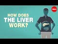Understanding the Liver: Functions and Importance