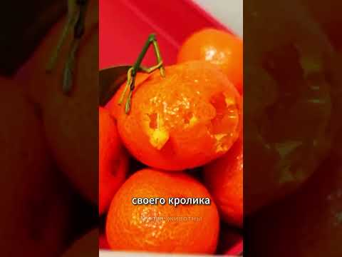 🕵️ Расследование привело к неожиданному виновнику! 🐰