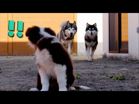 Cachorra CONOCE a 2 PERROS ADIESTRADOS
