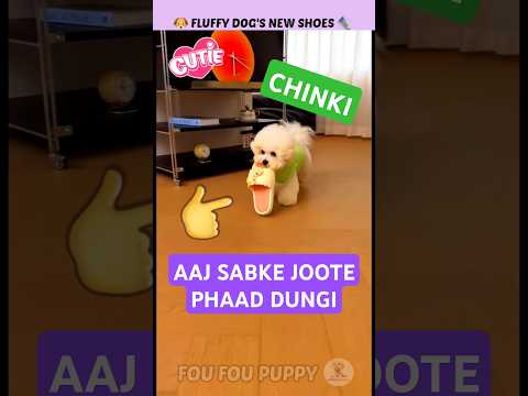 चिंकी सब के जूते फाड़ देगी 🐶 Fluffy Dog Is Playing With Shoe 👟 Funny dogs #shoes #fluffydog