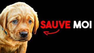 Il Tue des Animaux pour des Vues ..