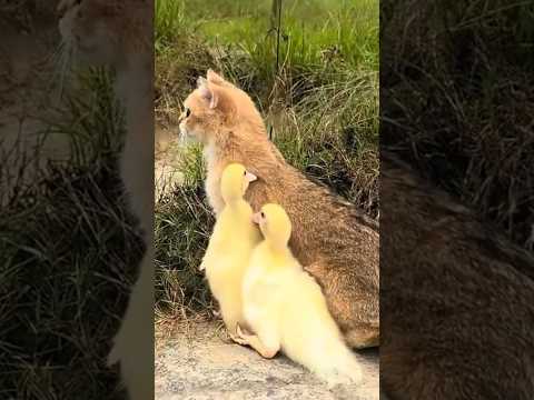 Mother duck with two ducklings! Cute and funny kittens and ducklings?
