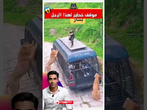 🦁🚌الأسود تحاصر الحافلة #shorts