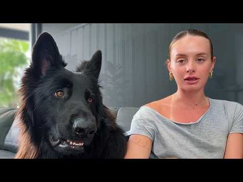 Sie fuhr 4 Stunden für einen Hund, den sie nicht wollte   was dann passierte, schockte alle