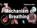 Respiratory System Concepts Assessment