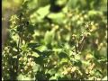 Atração de Polinizadores e Reprodução de Plantas