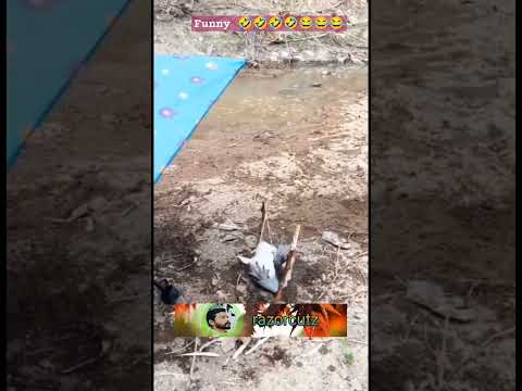 #shortvideo #funny #funnyanimal #viralvideo #animallife #entertainment #funnyanimal #shortvideo #