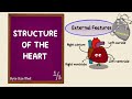 Anatomy of the Human Heart
