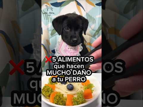 ❌️NO le des ESTO a tu PERRO #perros #dog #alimentación #cachorros