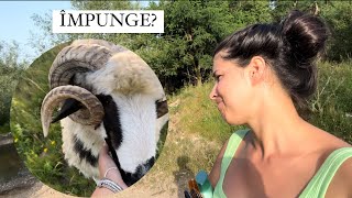 VLOG NOU! BERBECUL M-A TRÂNTIT PE JOS! 🫣DUCEM BALOȚI! 💫