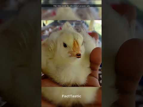 चिड़िया के बच्चो की चोंच क्यू काट दी जाती है ? #shorts #viral #trendingshorts