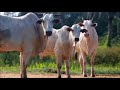 Amazon Rainforest Conservation Challenges