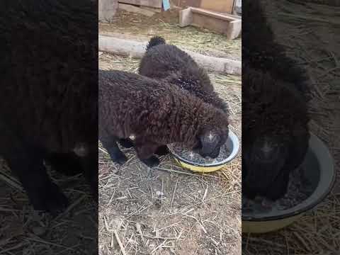 Необычный щенок