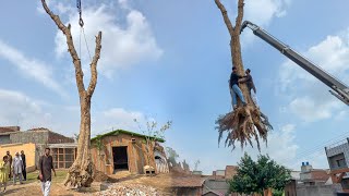 Crane Ki Help Se Tree Ko Mini Zoo Le Aiy😍