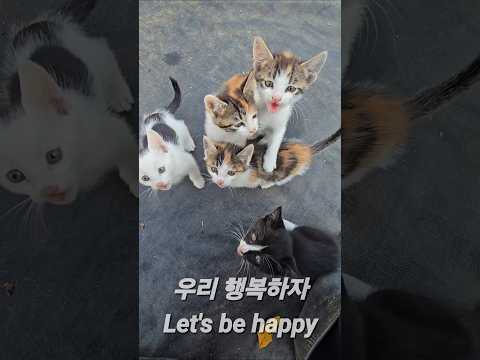 교육 받는 고양이