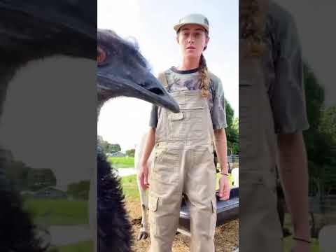 #funny #funnyvideo #animals #funnyanimals #farmlife #trynottolaugh #funnyanimalvideos #viralshorts