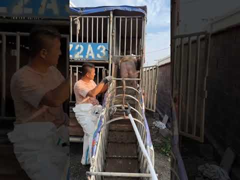 I Safely Loaded a Pig onto a Truck in JUST 10 Minutes | For Education Only