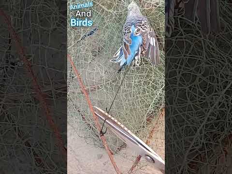 لقيت عصفور 😱#funny #shorts #fypシ #fyp