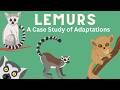 Lemur Adaptations and Behaviors