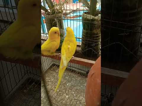 সবাই দোয়াটা শুনে যাবেন উপকার হবে #পাখি #বাজিগর #কাঠবিড়ালি #শালিক #লাভ