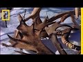 Caribou Antlers: Growth and Purpose