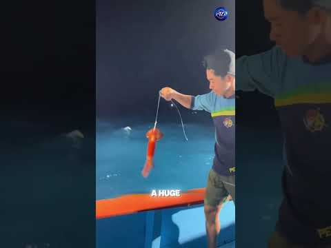 Fishermen Battle Giant Swordfish in the Open Sea