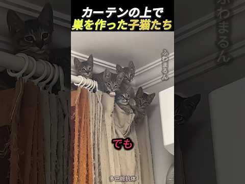 カーテンの上で巣を作った子にゃんこたち