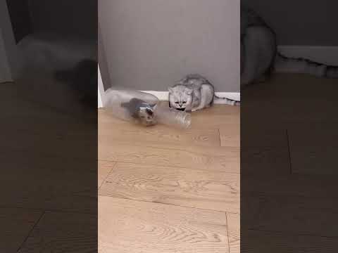 Baby Cat Vibes: Too Cute to Miss!"#GroovyCats#DanceChallenge#FunnyAnimals @cartoonbliss