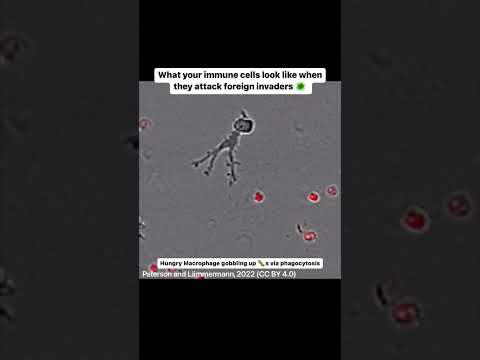 Hungry macrophage gobbling up pathogens 🦠 #shorts #immunesystem #whitebloodcells