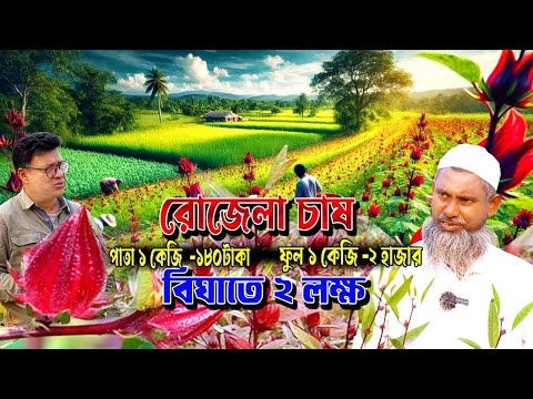 রোজেলা চাষে সফলতার রহস্য ! Expert Tips for Rosella Farming