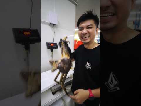 สั่งปู 🦀 กดลิงค์เพจ หน้าโปรไฟล์ได้เลย #alaschankingcrab #ปูอลาสก้า #ปูอลาสก้าเป็นๆ