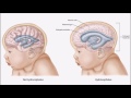 Exploring Nervous System Medical Terminology