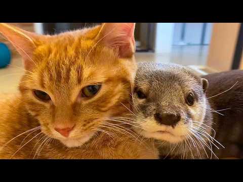 ツンデレ茶トラ×ベタ惚れカワウソ！ ぎゅっと抱きしめて離さない、ほっこり異種間友情が引き起こした感動瞬間