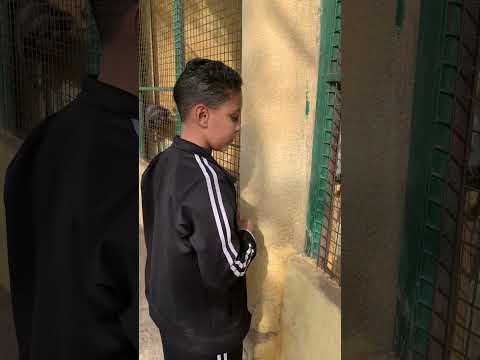 لما ابنك يبقي حنين علي الحيوانات اكتر منك😡😡 #اكسبلور #trending