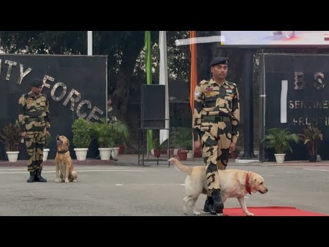 Soldier Dog Shows Amazing 🫢 Skills Trained By BSF At Suchetgarh Border 🇮🇳 Jammu