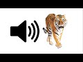 Video Tutorial Quiz