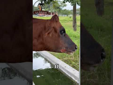 Síntomas Ganaderos