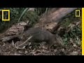 Giant Elephant Shrew Behavior and Habitat