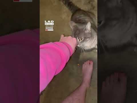 When your cat brings home his doppelganger