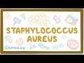 Staphylococcus aureus Infection Concepts